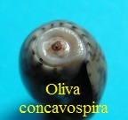 Oliva (Musteloliva) concavospira, Sowerby III 1914